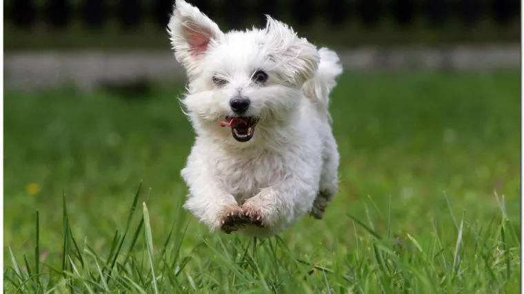 Silno želite ljubimca, ali nemate dvori&scaron;te? Ovo je idealan pas za stan