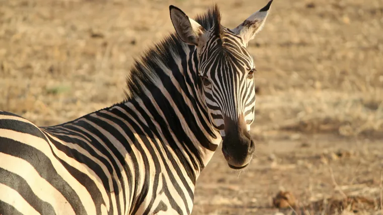 Ako ste se ikada pitali, imamo odgovor za&scaron;to zebre 'nose' pruge