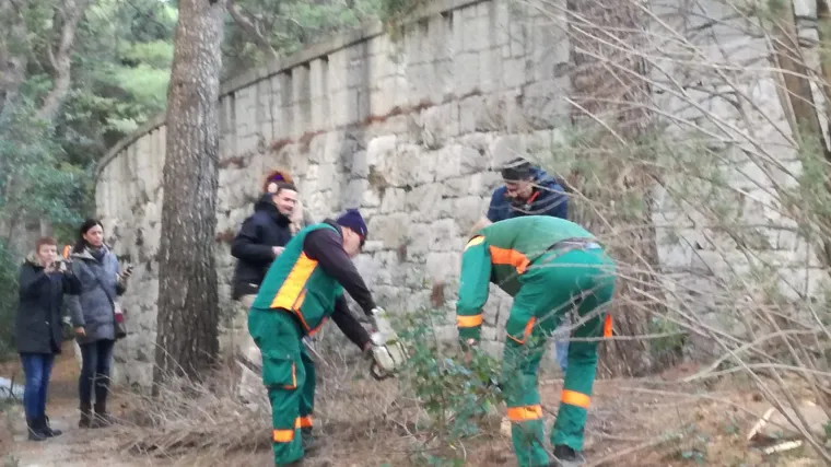 Hrvatska ratna mornarica pomaže sanaciju zaraženih stabala na Marjanu