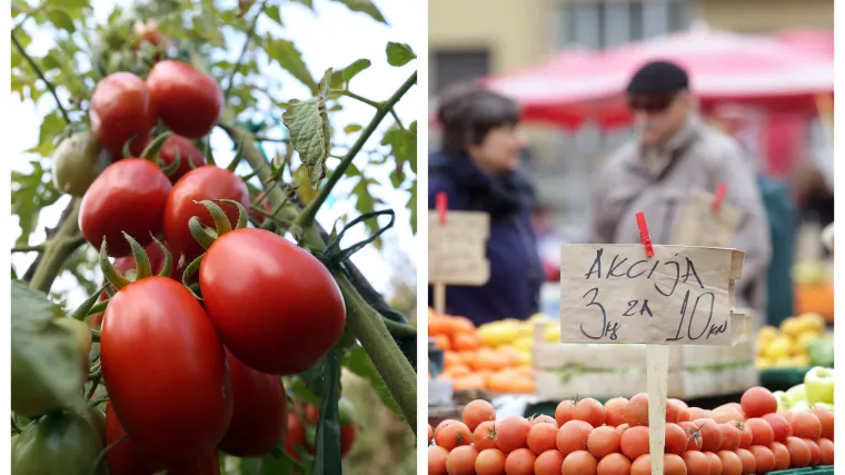 Potražnje za domaćom rajčicom ne nedostaje, no i dalje se uvozi 50 posto strane: 'Nema nam pomoći'