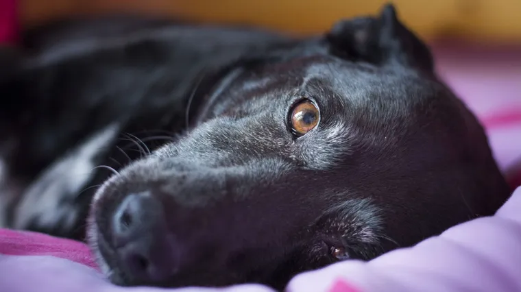 Njezin čovjek je umro, nade je bilo malo, a onda se pojavila djevojčica s kojom je dijelila sendvič