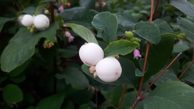 Ukrasni vrtovi i ukrasni zimzeleni grmovi za okućnicu