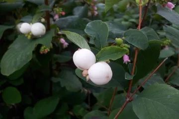 Ukrasni vrtovi i ukrasni zimzeleni grmovi za okućnicu