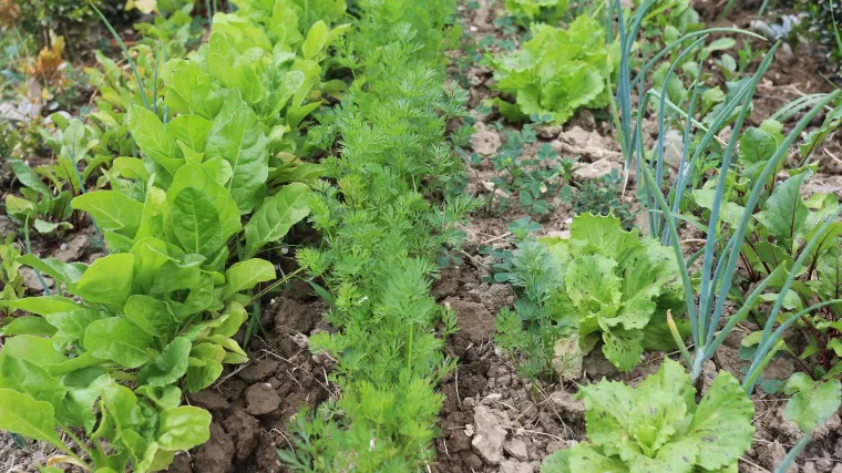 Koje vrste zelenih salata postoje?