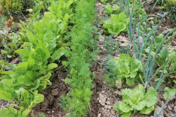 Koje vrste zelenih salata postoje?