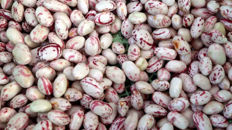 Sadnja graha u vrtu: savjeti za sadnju graha u vrtu