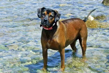 Kupanje pasa u moru: treba li kupati psa u moru?