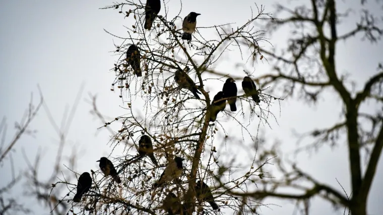 Čakovčani su smislili način kako iz parka maknuti vrane. Ubrzo su se 'uselile' vjeverice
