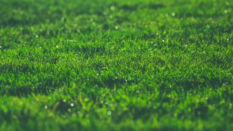 Sadnja trave u proljeće: kako će vaša trava biti zelenija nego susjedova?