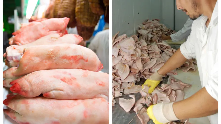 Veliki povratak hladetine: Kinezi bi iz hrvatskih klaonica uvozili svinjske papke i u&scaron;i!