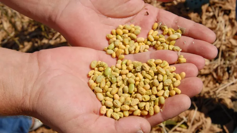 Sadnja soje: savjeti za sadnju soje