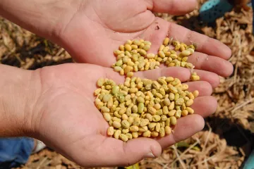 Sadnja soje: savjeti za sadnju soje