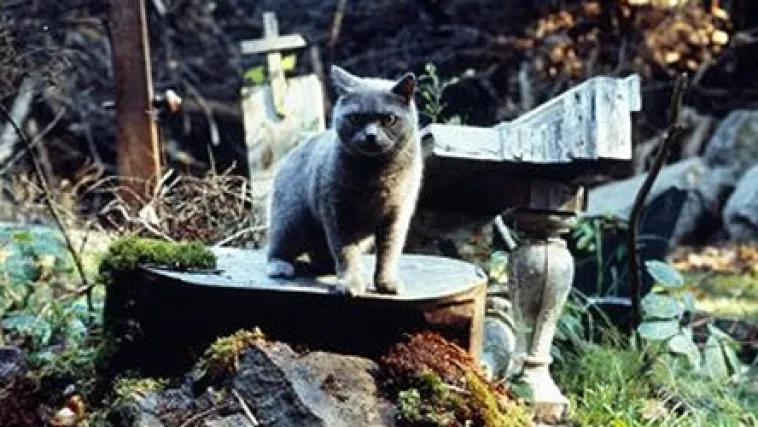 Groblje kućnih ljubimaca: Utjeha i biznis u jednom, barem ovom čovjeku