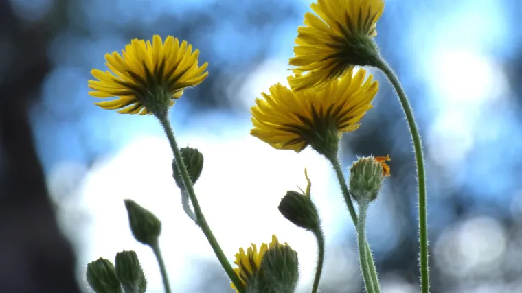 Poljske biljke koje možete odmah početi koristiti i njihove dobrobiti