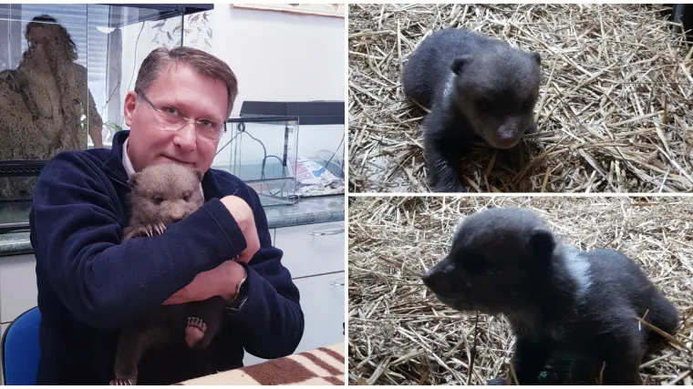 VIDEO Pogledajte prvu snimku medvjedića pronađenog na cesti! Dobio je ime - Matija