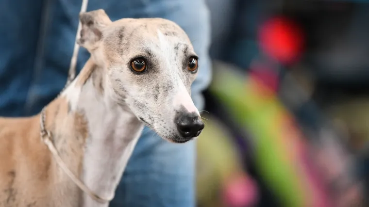 Zbog novog opasnog trenda oglasili su se čak i veterinari