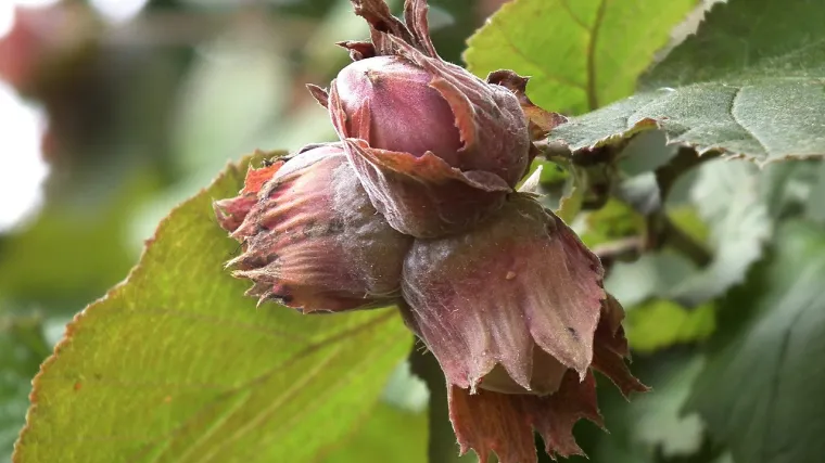 Znate li koje su to jednodomne biljke