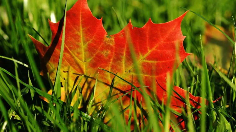 Kakva je građa biljke i kako biljke funkcioniraju