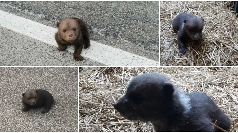 Medvjedić Matija radi prve korake i dobiva prve grame: Provjerili smo kako se snalazi u životu bez majke!