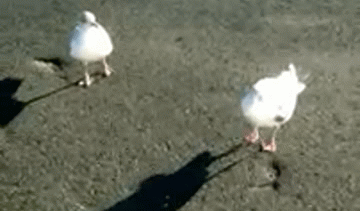 Svaka čast, ali istraživanje je pokazalo da je jedna druga stvar daleko opasnija za morske ptice