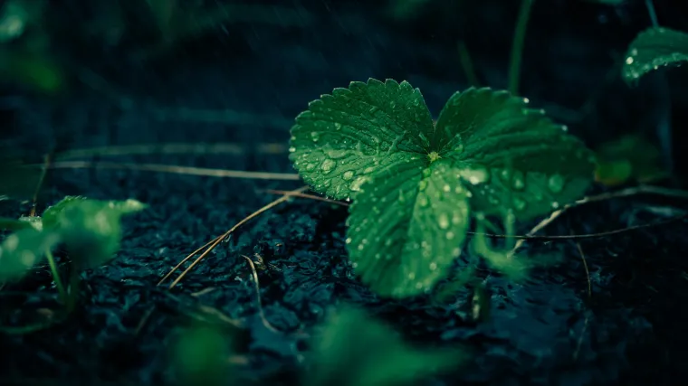 Kako rastu biljke i kroz koje faze biljke prolaze tijekom razvoja