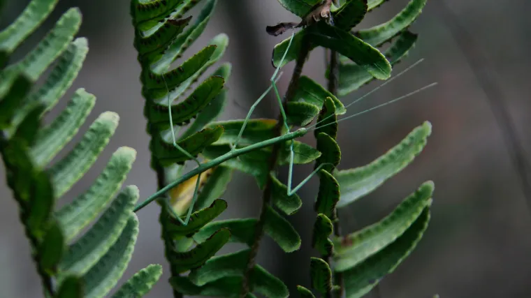 Evolucija biljaka ili kako su biljke osvojile kopno