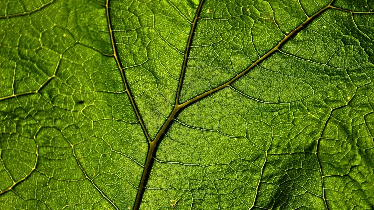 Kakva bi trebala biti pravilna ishrana biljaka