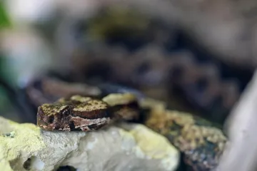U Istri posljednjih dana uočeno nekoliko primjeraka u &scaron;ahtovima, evo &scaron;to kažu stručnjaci