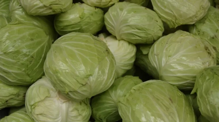 Znate li kako se pravilno radi sijanje kupusa