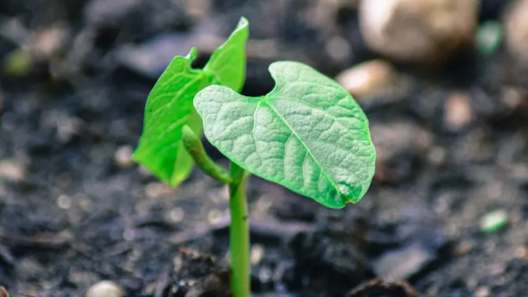 Kako se odvija rast graha po danima