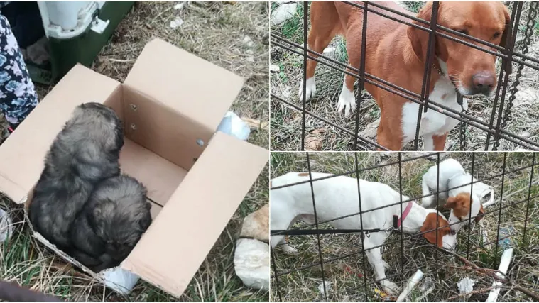 Buja ilegalna trgovina pasa: Kad prestanu donositi zaradu bace ih na cestu, muče ili čak ubijaju