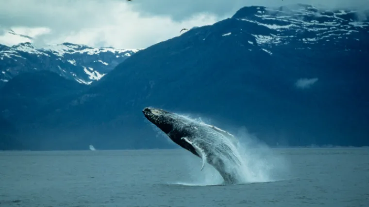 Brod se sudario s kitom: 87 putnika ozlijeđeno, 5 osoba u te&scaron;kom stanju; 'Bio nam je to velik &scaron;ok'