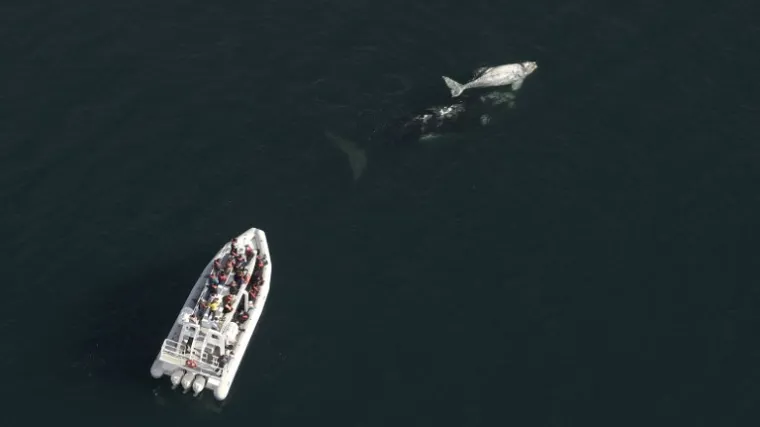 Deseci osoba ozlijeđenih u sudaru trajekta s kitom, petoro u te&scaron;kom stanju