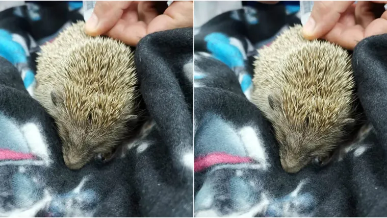 Nevjerojatna okrutnost djece u Splitu: Ispred &scaron;kole nemoćnog ježa tukli nogama