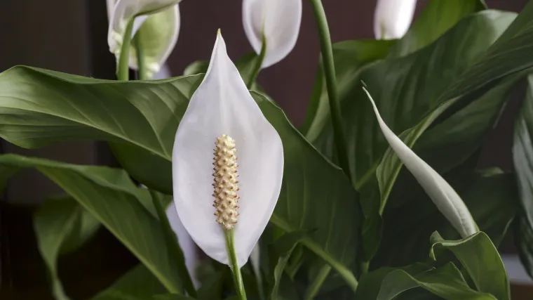 Spathiphyllum biljka je jedna od biljaka koju morate imati u domu
