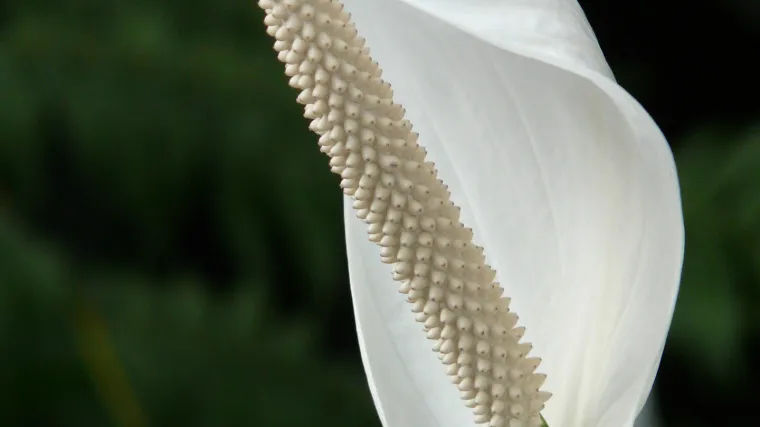 Cvijeće u spavaćoj sobi - Koje je najbolje cvijeće za uzgoj u sobi