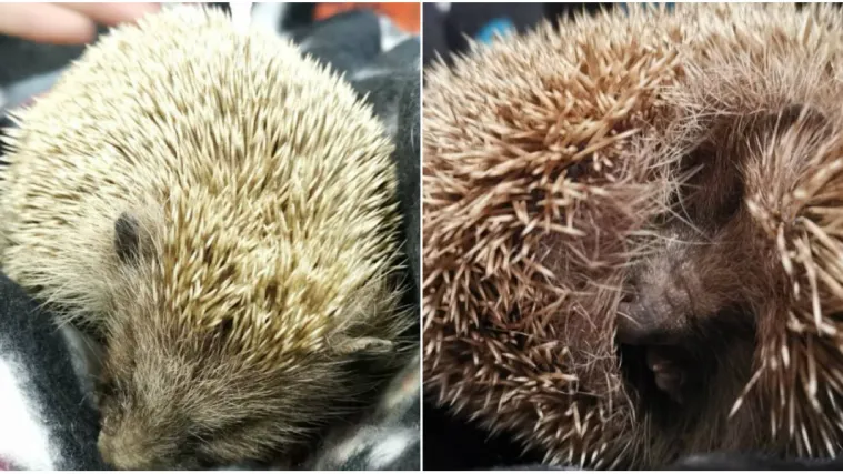 Zlostavljani jež je živ i oporavlja se: 'Reagirala su i druga djeca, suprotstavila su se nasilnicima'