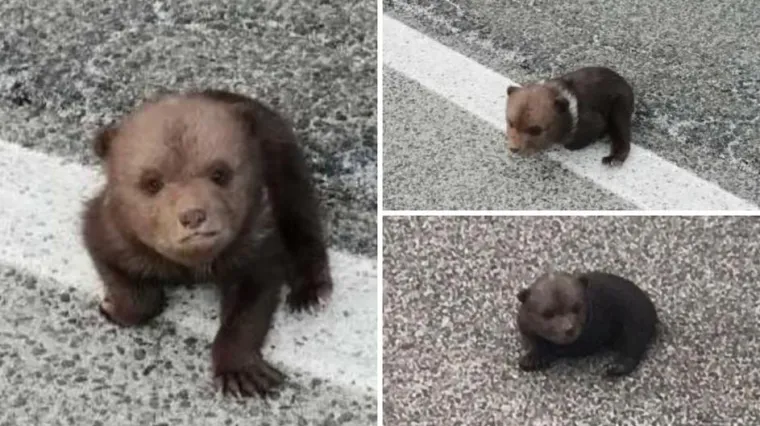 Traže da se medvjedić Matija premjesti iz ZOO-a: 'On nije igračka! Ne smije ga se maziti ni slikati!'