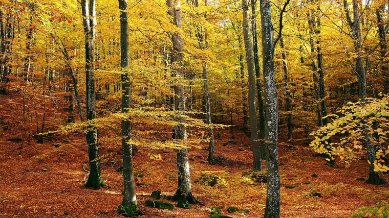 Bukova &scaron;uma: najrasprostranjenija &scaron;uma u Hrvatskoj