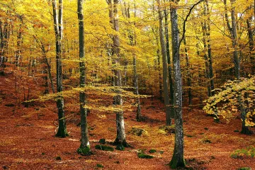 Bukova šuma: najrasprostranjenija šuma u Hrvatskoj