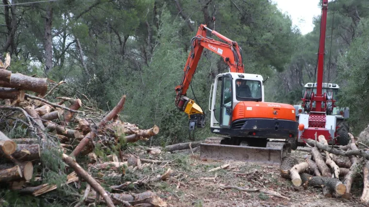 Sijeku se i zdrava stabla, &scaron;uma će ostati bez trećine drveća?