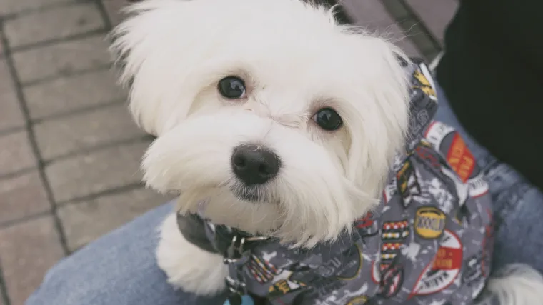 Grozno: Svog maltezera prona&scaron;ao mrtvog na ulici pa policiji prijavio ubojstvo