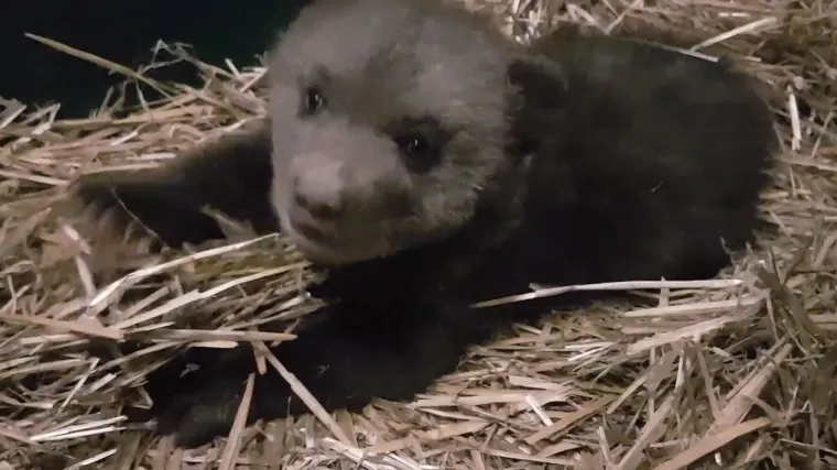 Nove snimke i fotke medvjedića Matije: Ima vi&scaron;e od 4 kg, a trbu&scaron;čić mu nakon jela - masiraju