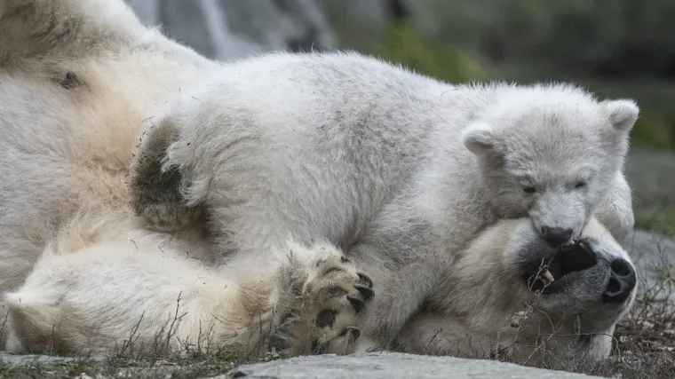 Najljep&scaron;i prizor danas! Polarni medvjedi se probudili iz zimskog sna pa krenuli s igrom