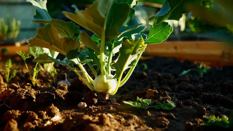 Žuta koraba - za što je sve dobra i gdje se može uzgajati žuta koraba