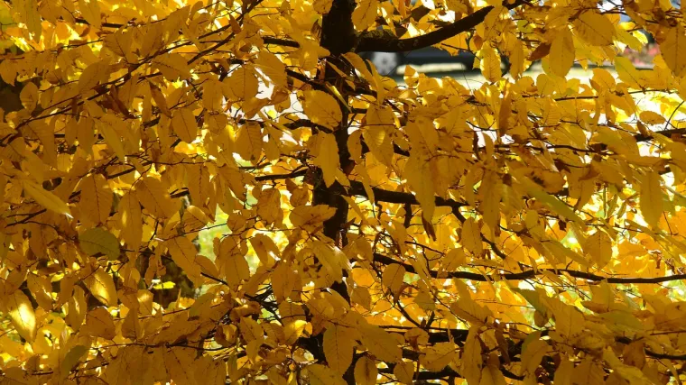 Obični grab: bjelogorično drvo iznimne čvrstoće