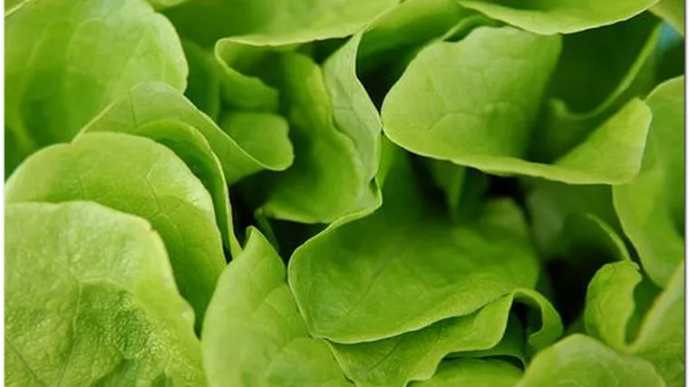 Kada bi trebala početi sadnja salate na otvorenom