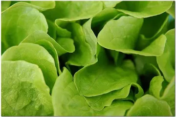 Kada bi trebala početi sadnja salate na otvorenom