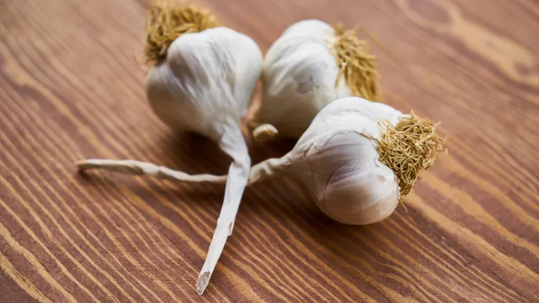 Koje sve bolesti češnjaka poznajete i kako ih liječiti