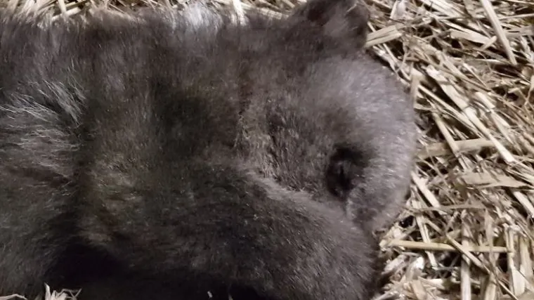 Medvjedić Matija na pragu novog doma! 'Na&scaron;a namjera je udomiti medvjediće siročiće'